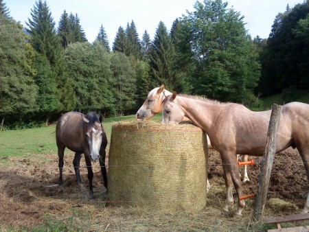 Photo de trois chevaux d'un centre